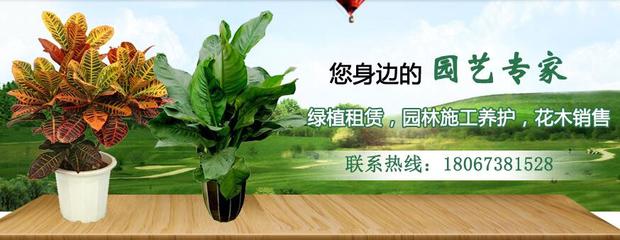 寧波綠植租賃公司使用富海360企業網站推廣方案